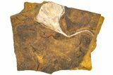 Fossil Ginkgo Leaf From North Dakota - Paleocene #189009-1